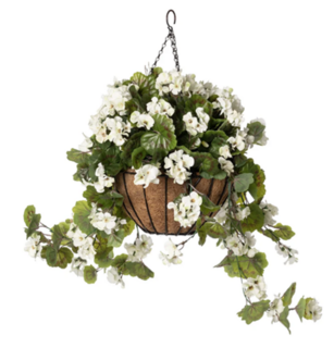 Hanging Basket White Geranium  Product Image